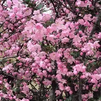 ぽんこついくこ