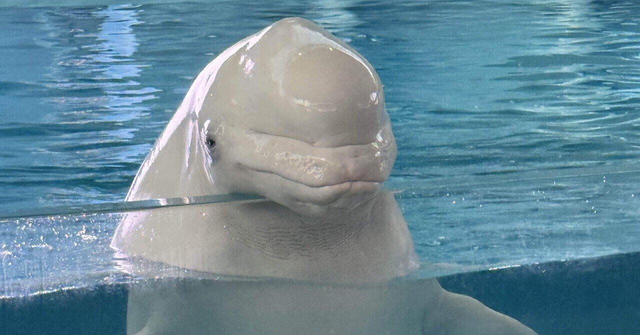 雑学メモ】イルカショーのシロイルカはどこでうんちをしているのか