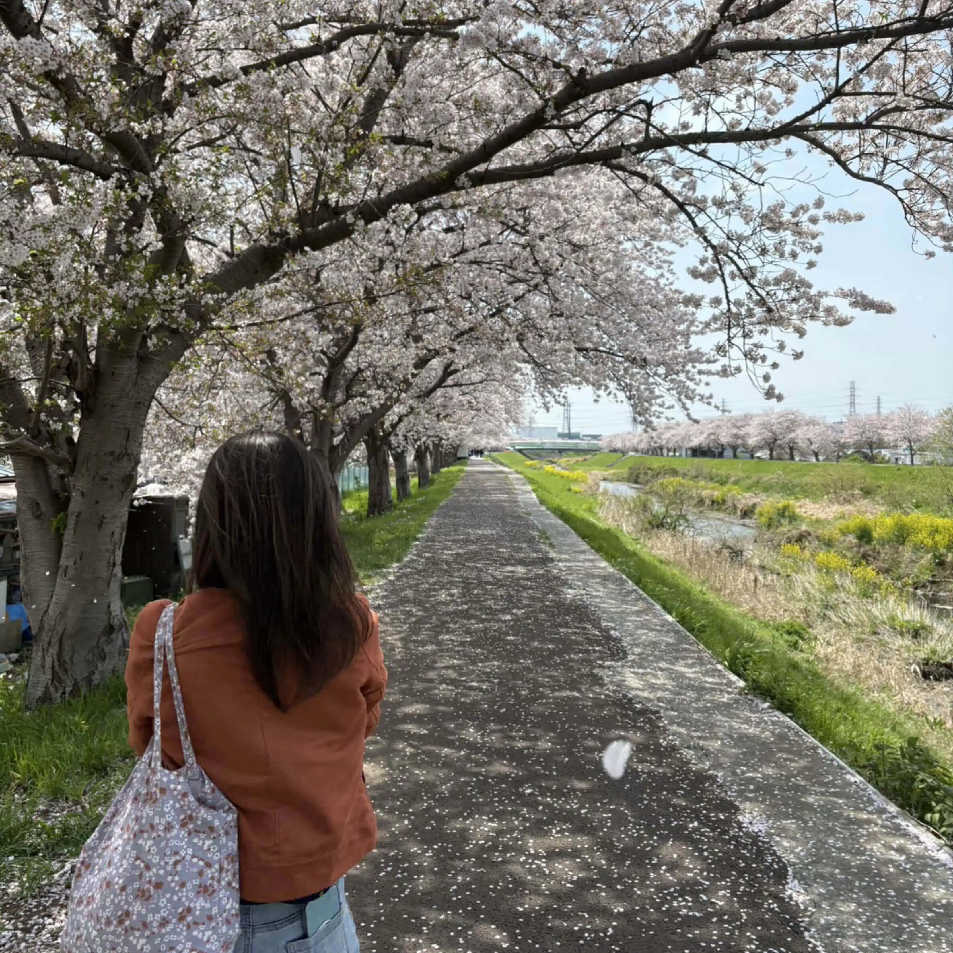 林檎🌷