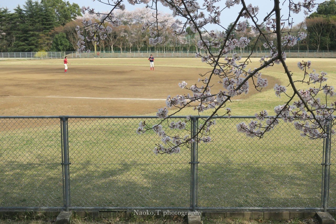 野球のある風景写真 千葉 千葉銀行 更科グラウンド Naoko T フリーランスのカメラマン Note