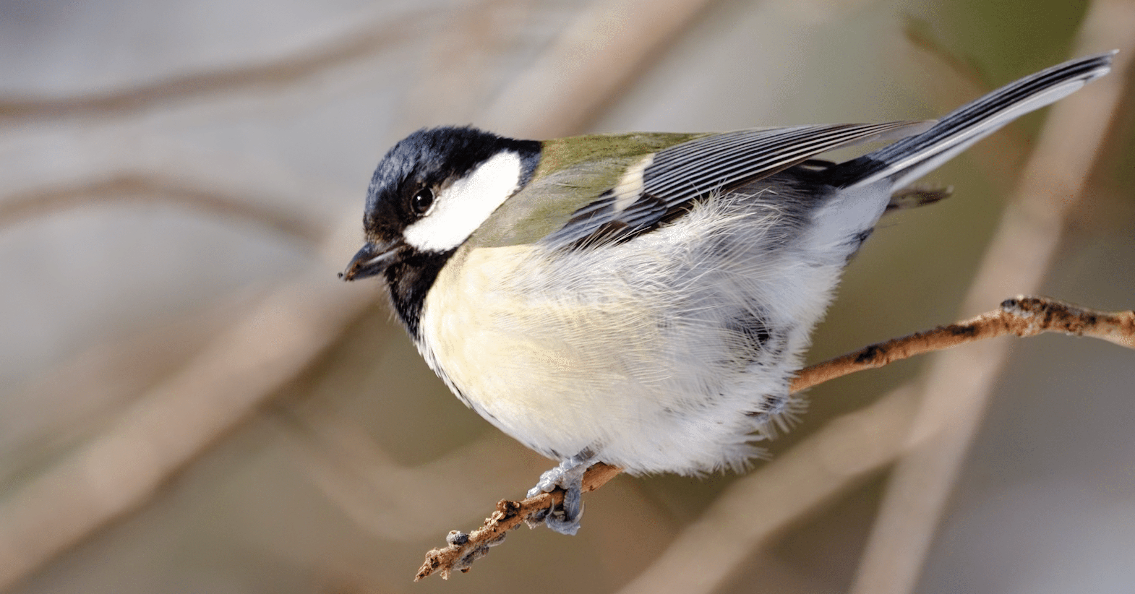 どり KAWASAKI ZX-14R ワンテール 軽量マフラー ZEEX S/O|テックサーフ