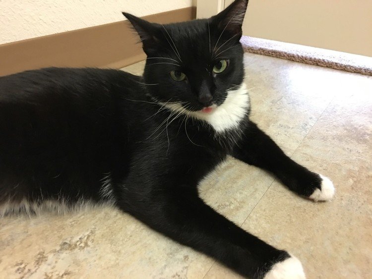 タキシードキャット の定番タグ記事一覧 Note つくる つながる とどける