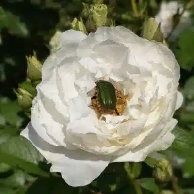 ノロマなカメさん