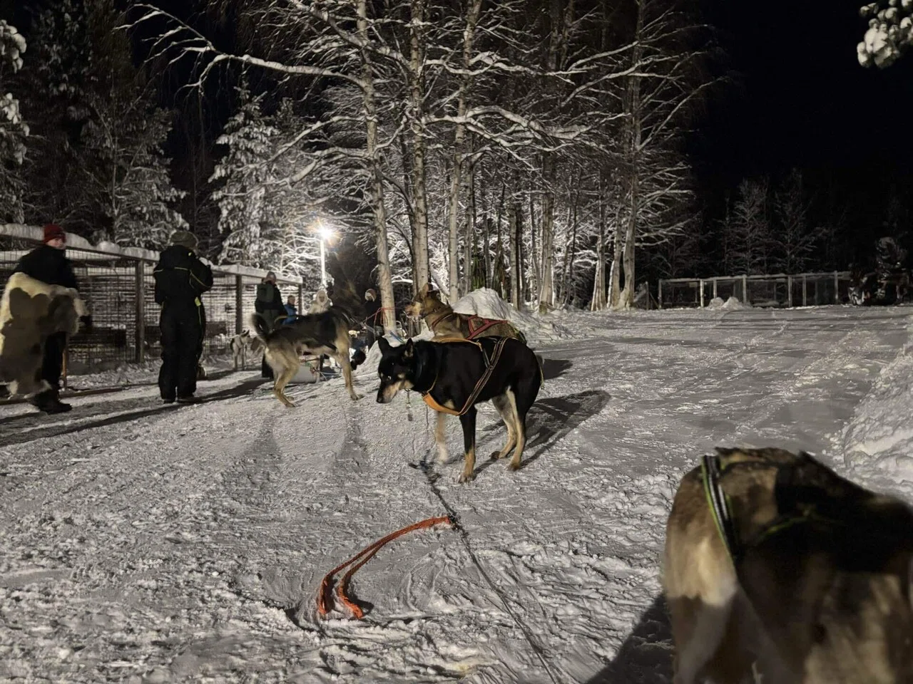 フィンランド】犬ぞりvsトナカイぞり | どっちに乗るべき？失敗しない