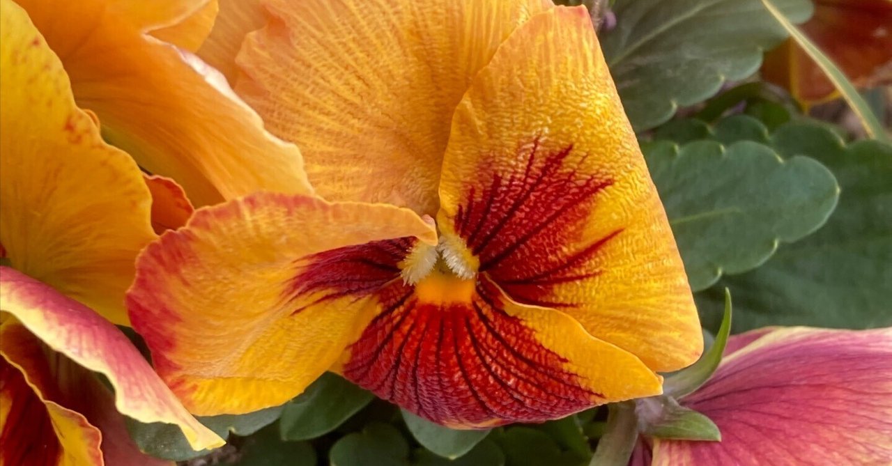 パンジーかビオラ、 どちらもスミレ属、 南河内郡太子町｜Yukihiko Yamada