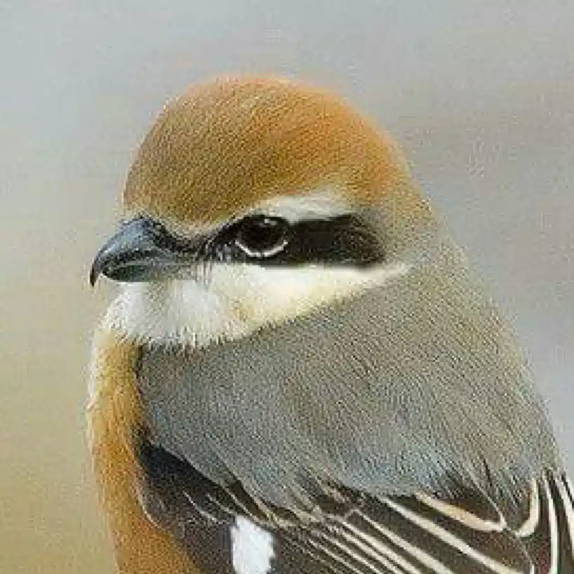 MOZU