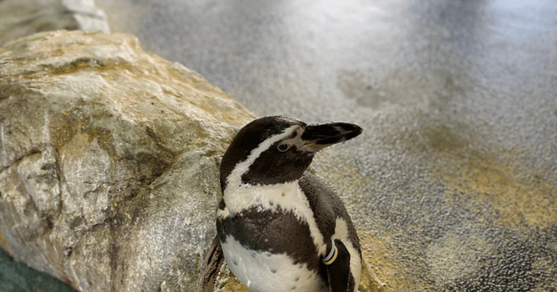 まだ2月だったのに 最初に内定もらった会社決めた理由 ぺんたそ Note