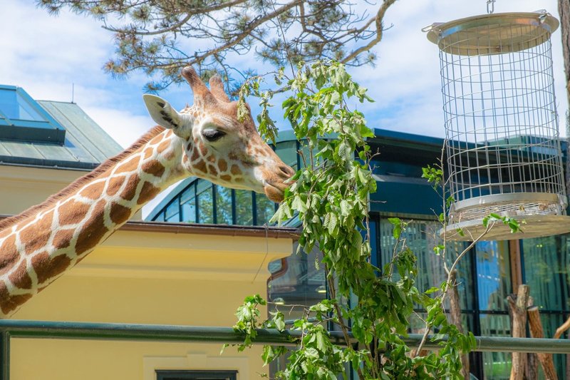 世界最古の動物園 Cherabby Note