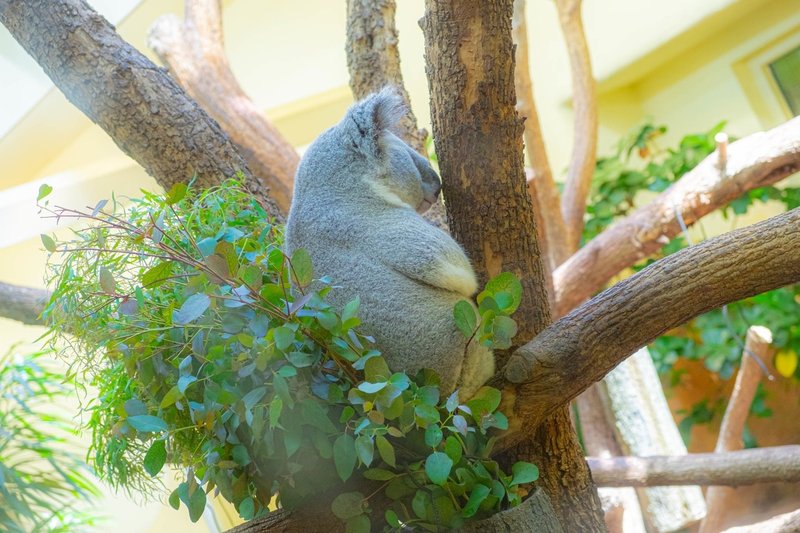 世界最古の動物園 Cherabby Note