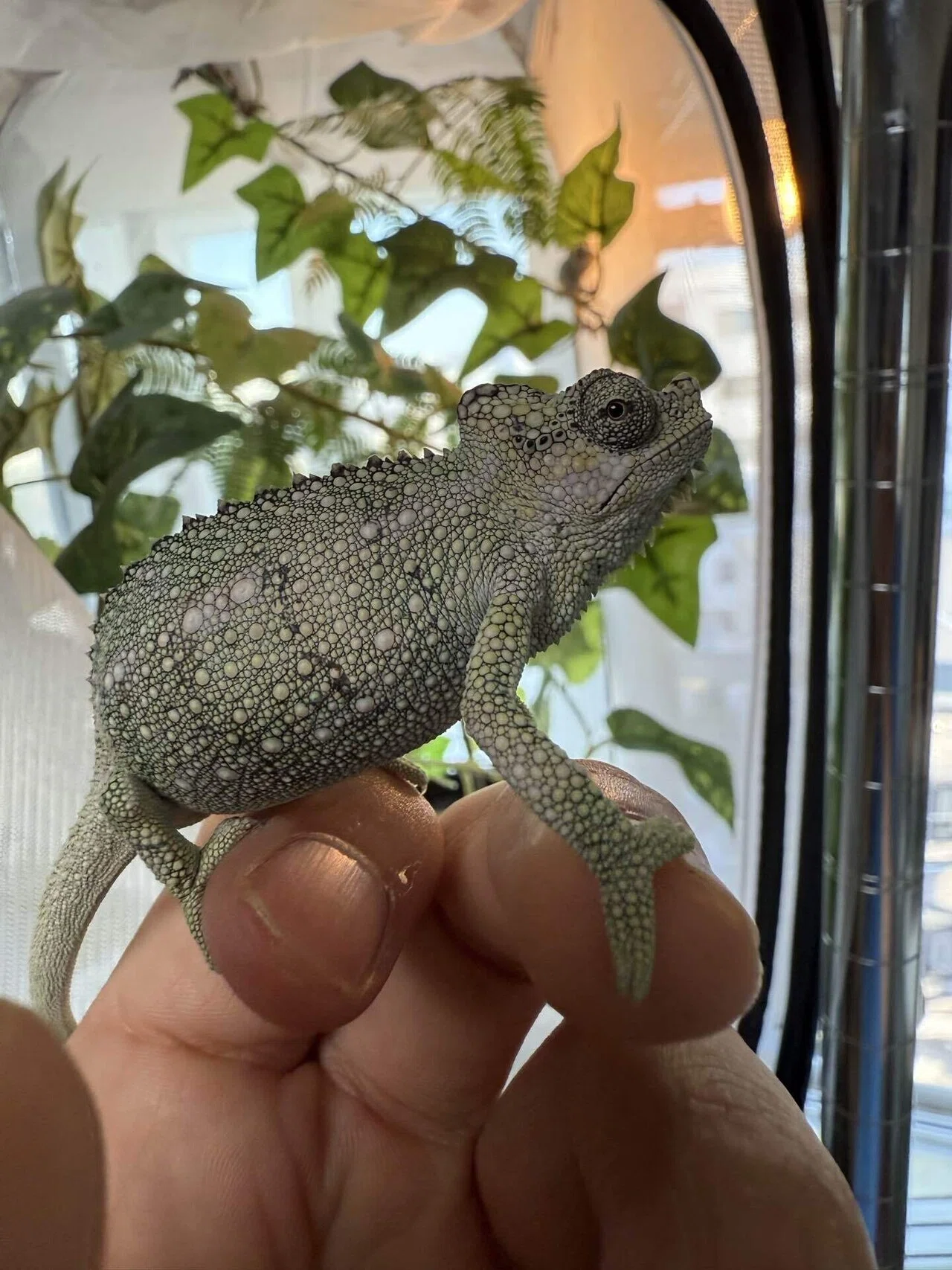 ホーネリーカメレオンの繁殖について｜まちお