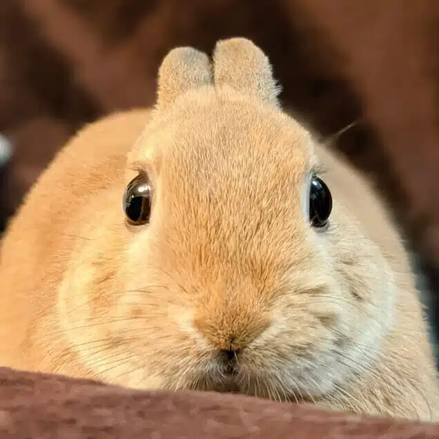 サトシ