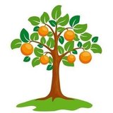 orange_tree