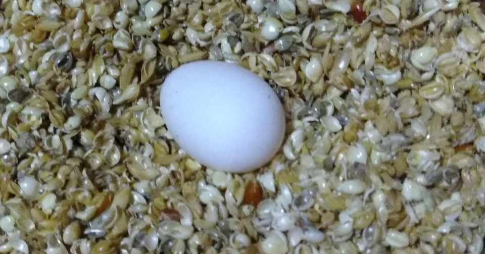 卵を孵化させたい セキセイインコのターシャ Hanaco S Botanical Garden Note