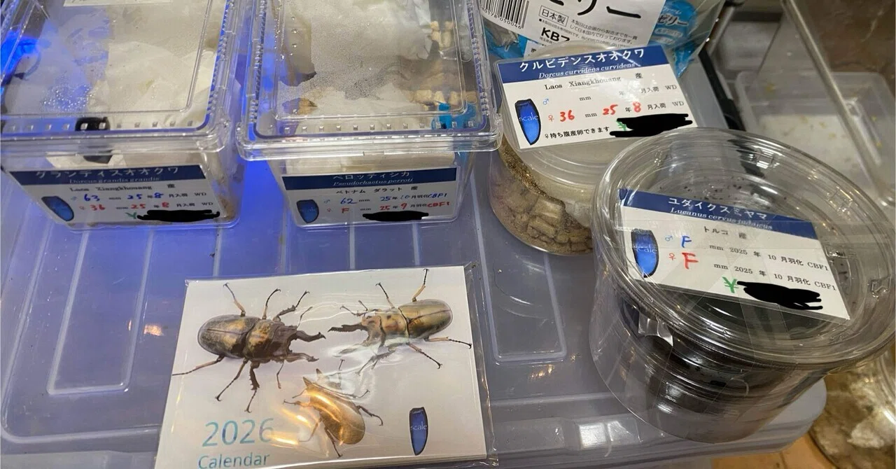 scaleさん福袋｜すーのクワカブブリード備忘録