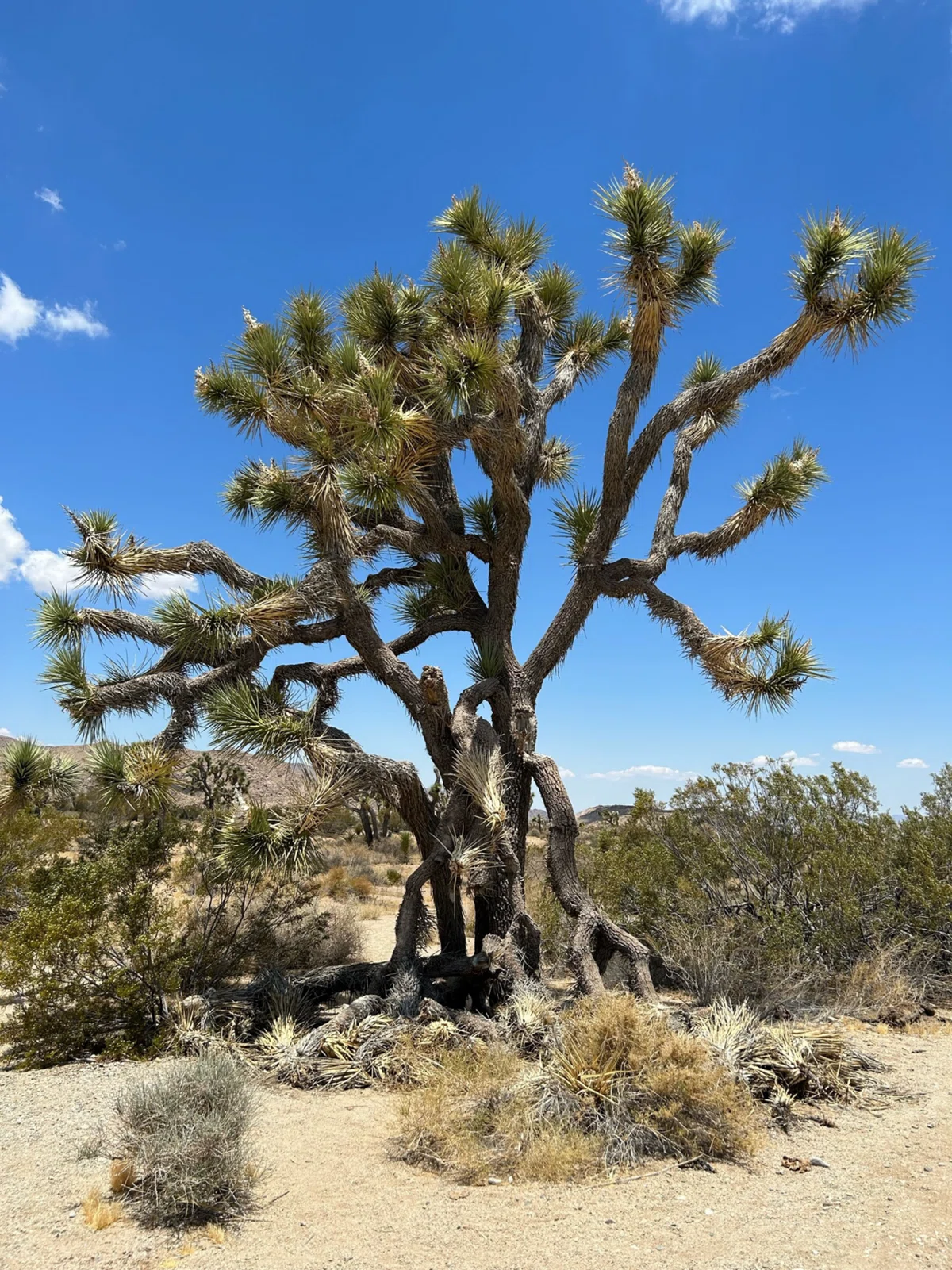 ジョシュアツリー国立公園【Joshua Tree National Park】〜砂漠の絶景