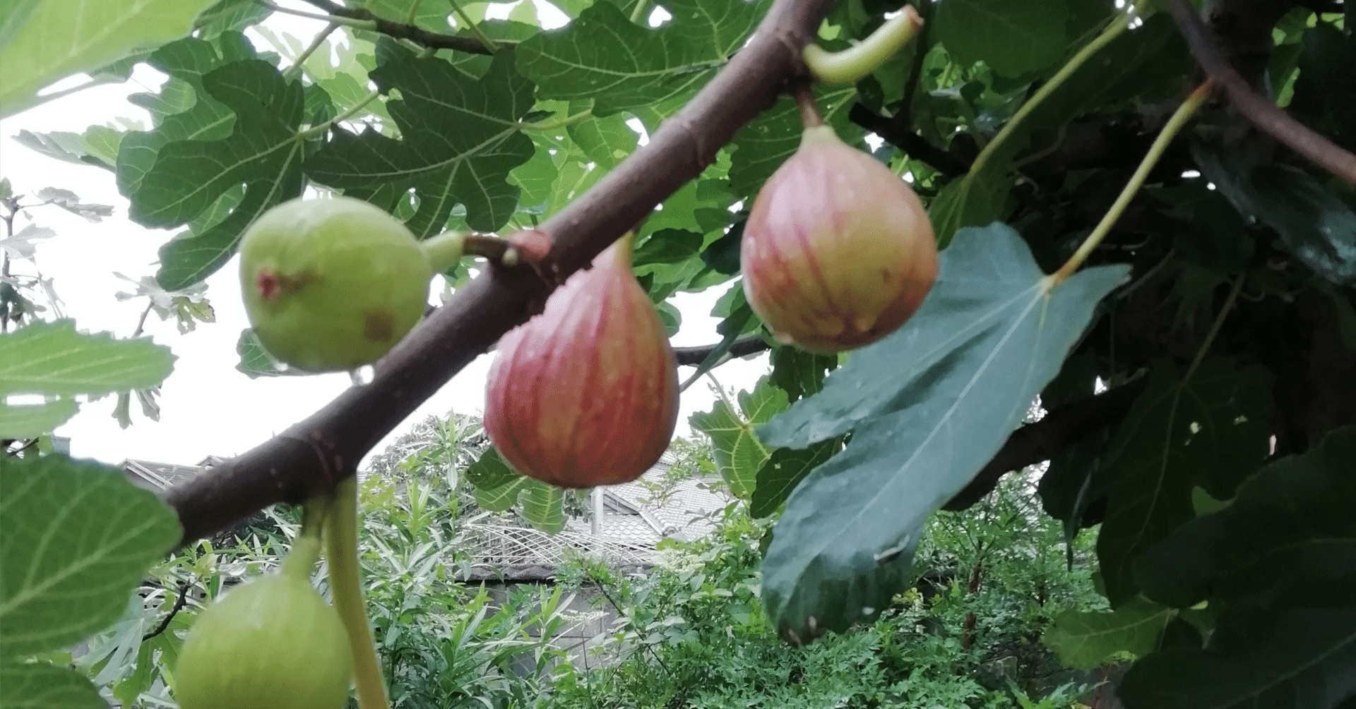 いちじく】よく見る桝井ドーフィンってどんないちじく？初心者が知って