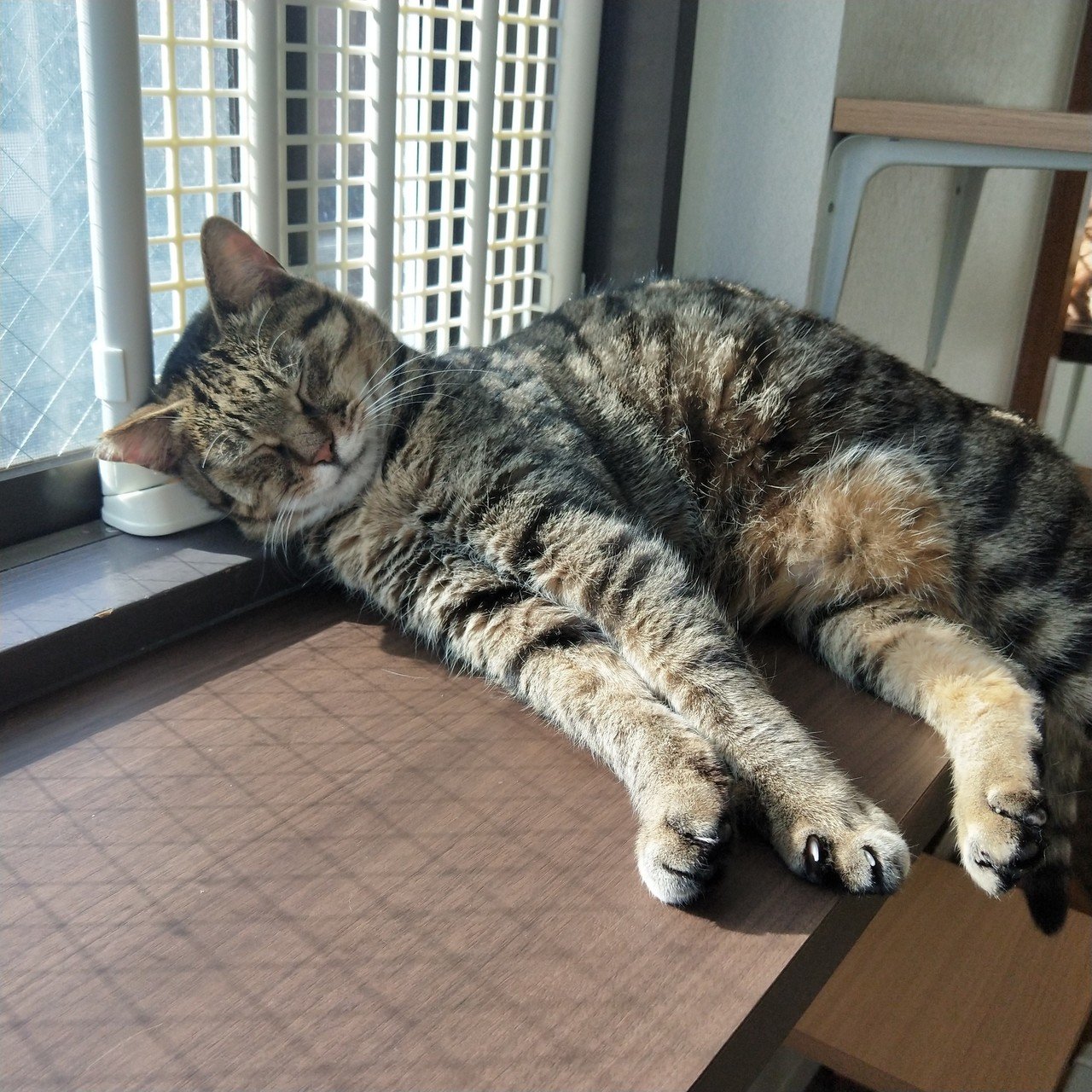 猫紹介②マックス｜保護猫カフェたまゆら｜note