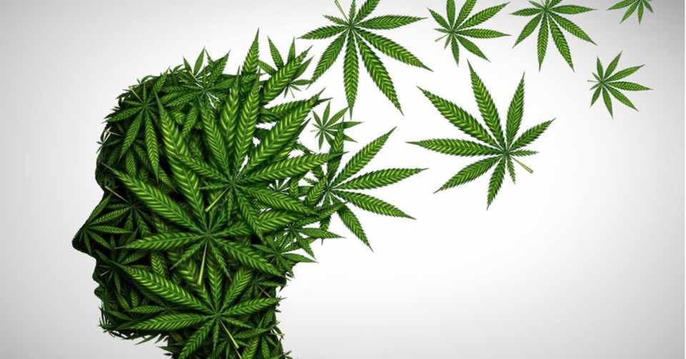 米国ロックダウンで マリファナ人気 が急増した理由 Ibuki Company Note