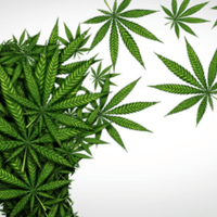 ガンジャマンとの暮らし 大麻ある日常 Yusuke Suzuki Note