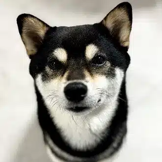 黒豆柴のミッドナイトファッション
