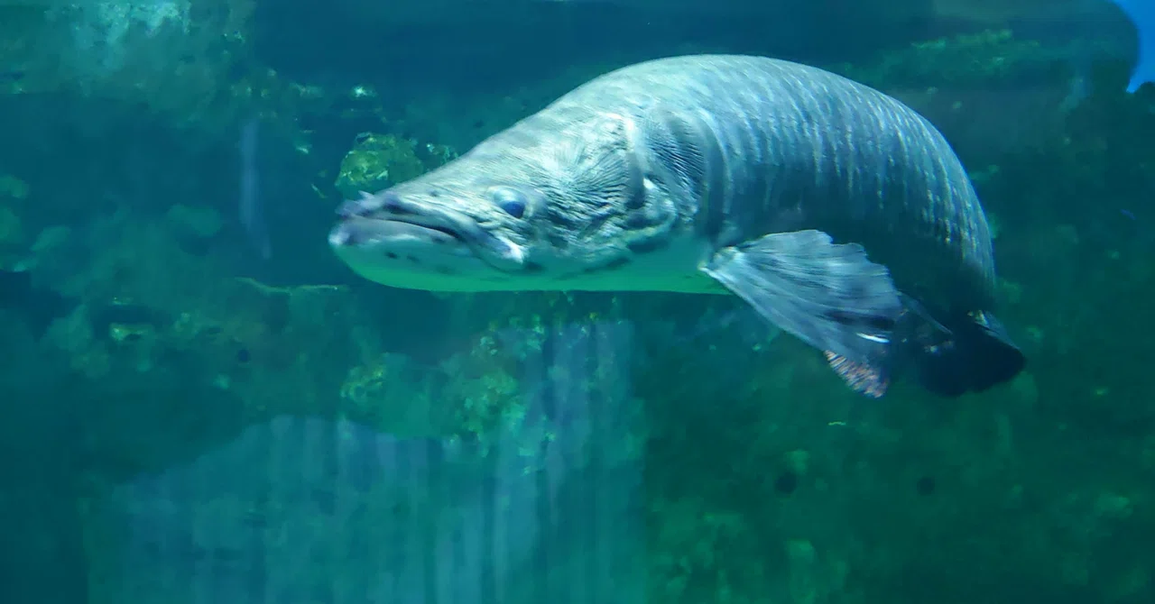Peraruko Fish Breathing air while underwater: The Arapaima, a 'fish that survived the ...