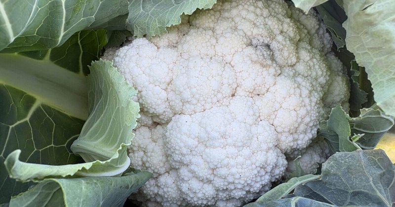 体験農園で仕事始めの収穫