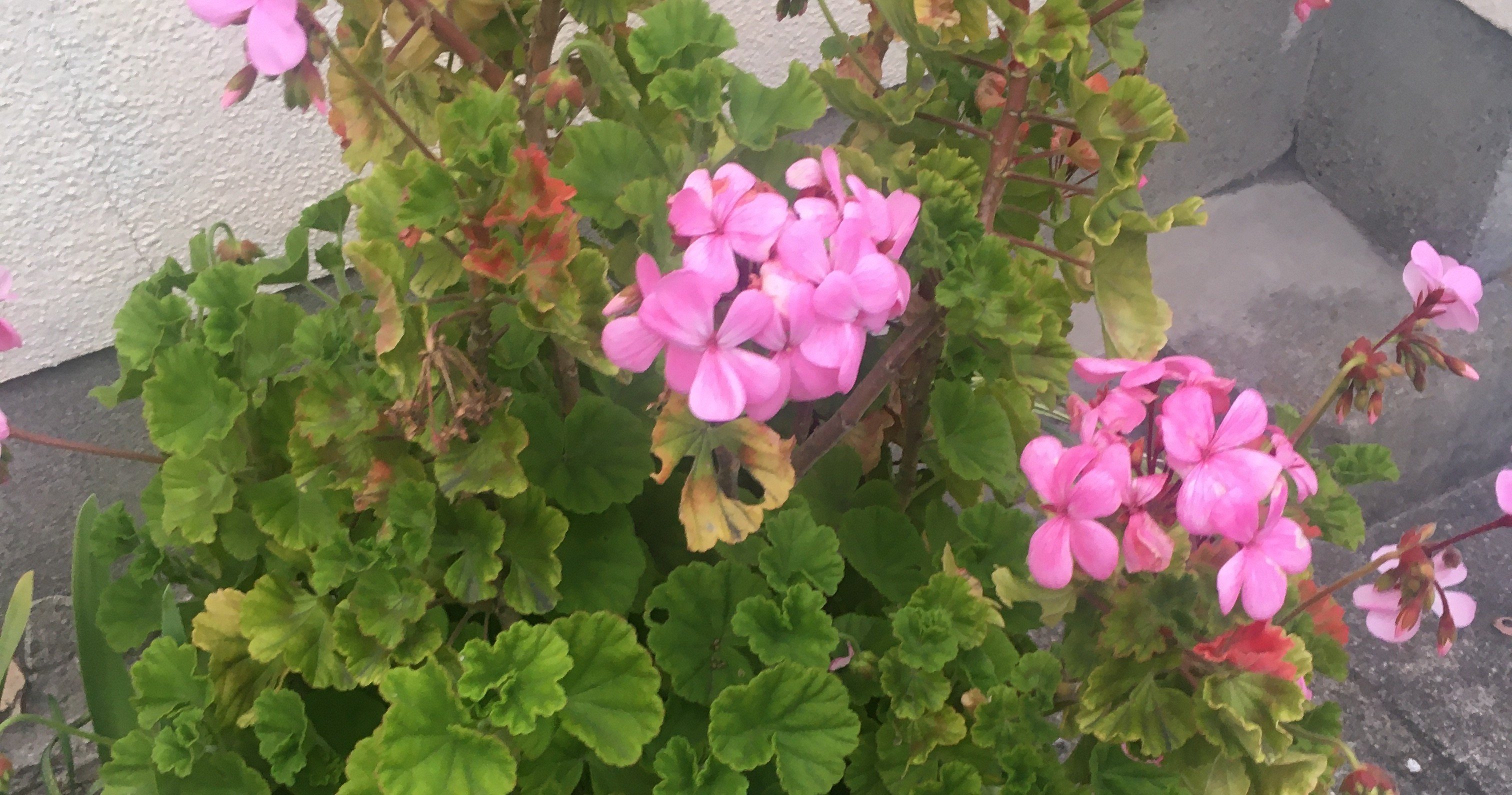 よくみるクローバー葉っぱでピンクの花 ぶんぶん 好奇心旺盛 Note
