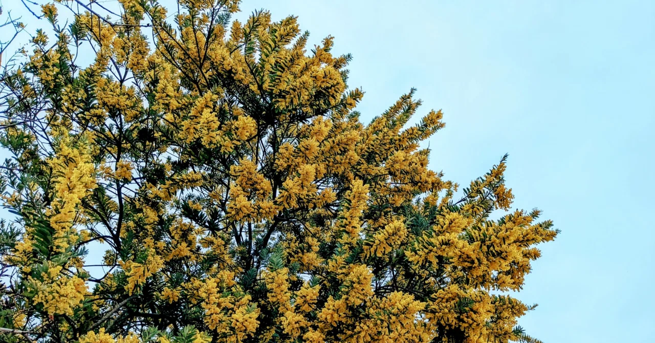 Hay fever begins 'two weeks before symptoms appear'｜日本酒と薬膳酒