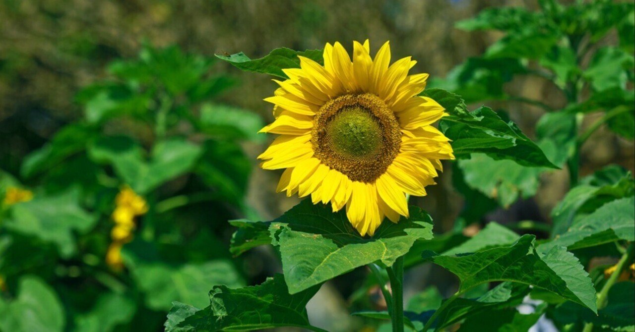 🌻 ひまわり 🌻｜Masaki Senko