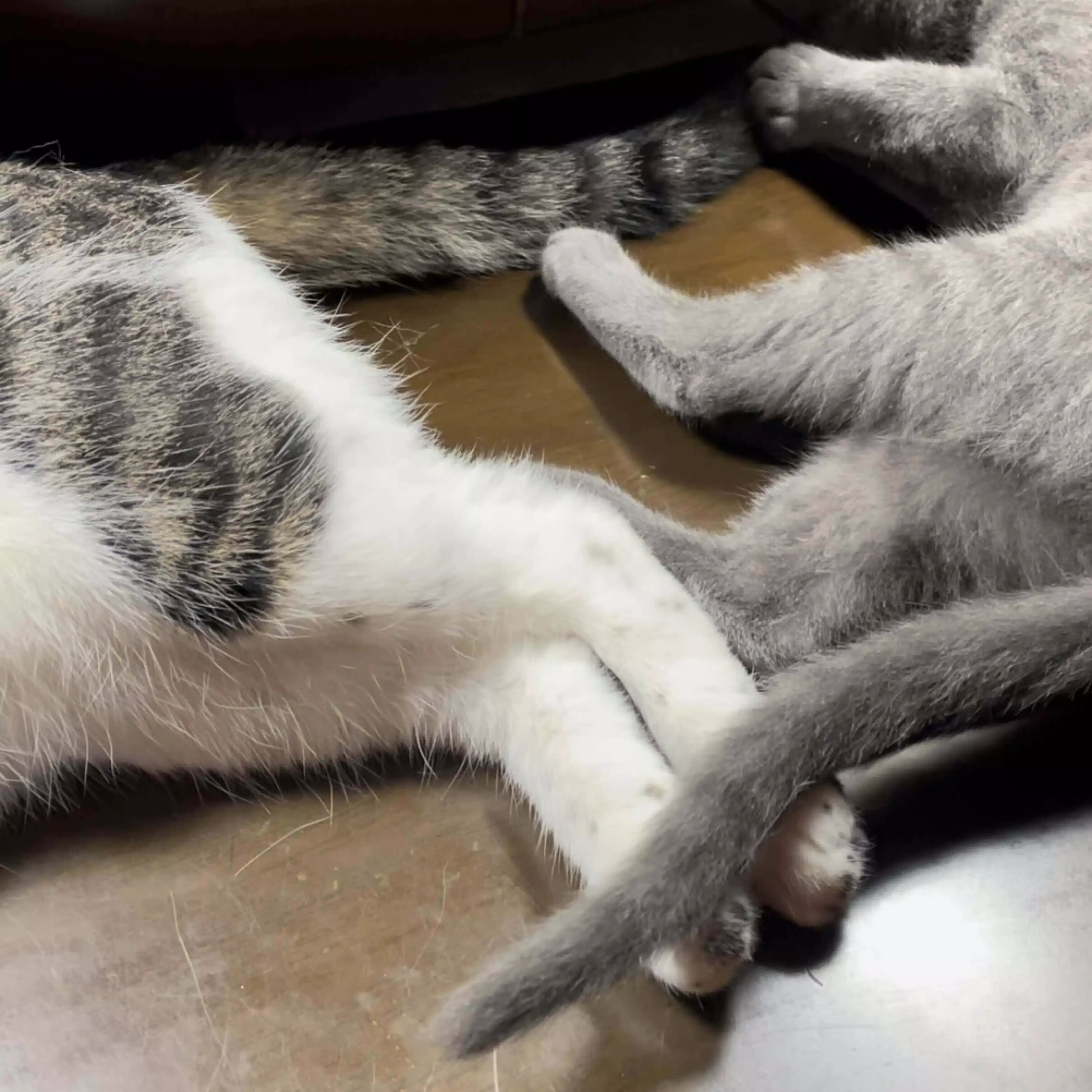 猫と暮らすただの主婦