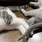 猫と暮らすただの主婦