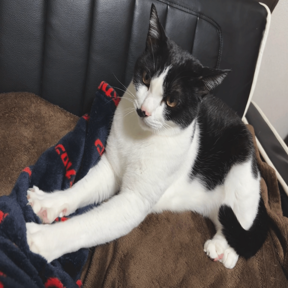 ❣️年末年始大特価#127天然北米産マホガニ-製猫 猫さんと私の日常Day32. 猫とホカロンと元旦｜いろ