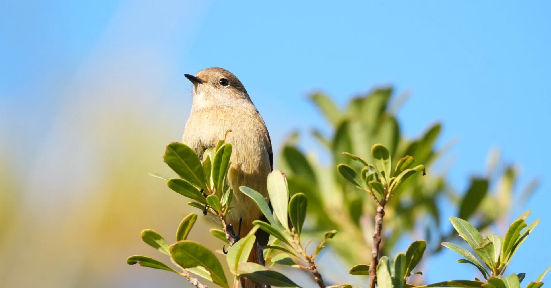 2026年1月4日鳥活成果｜野鳥初級者の観察記