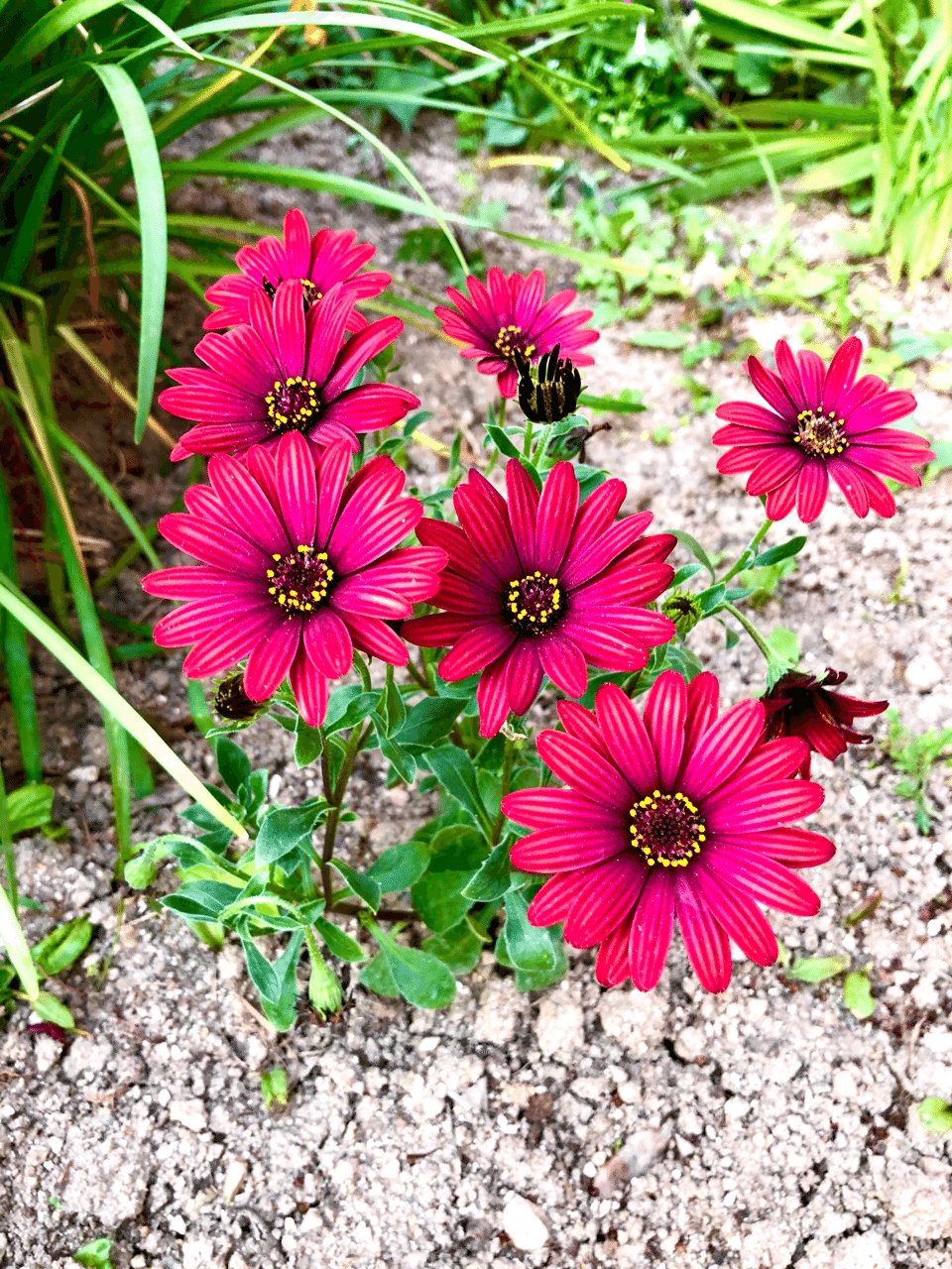 よく見ると 綺麗なお花がありました Nobuto Tsutsumi Diary Note