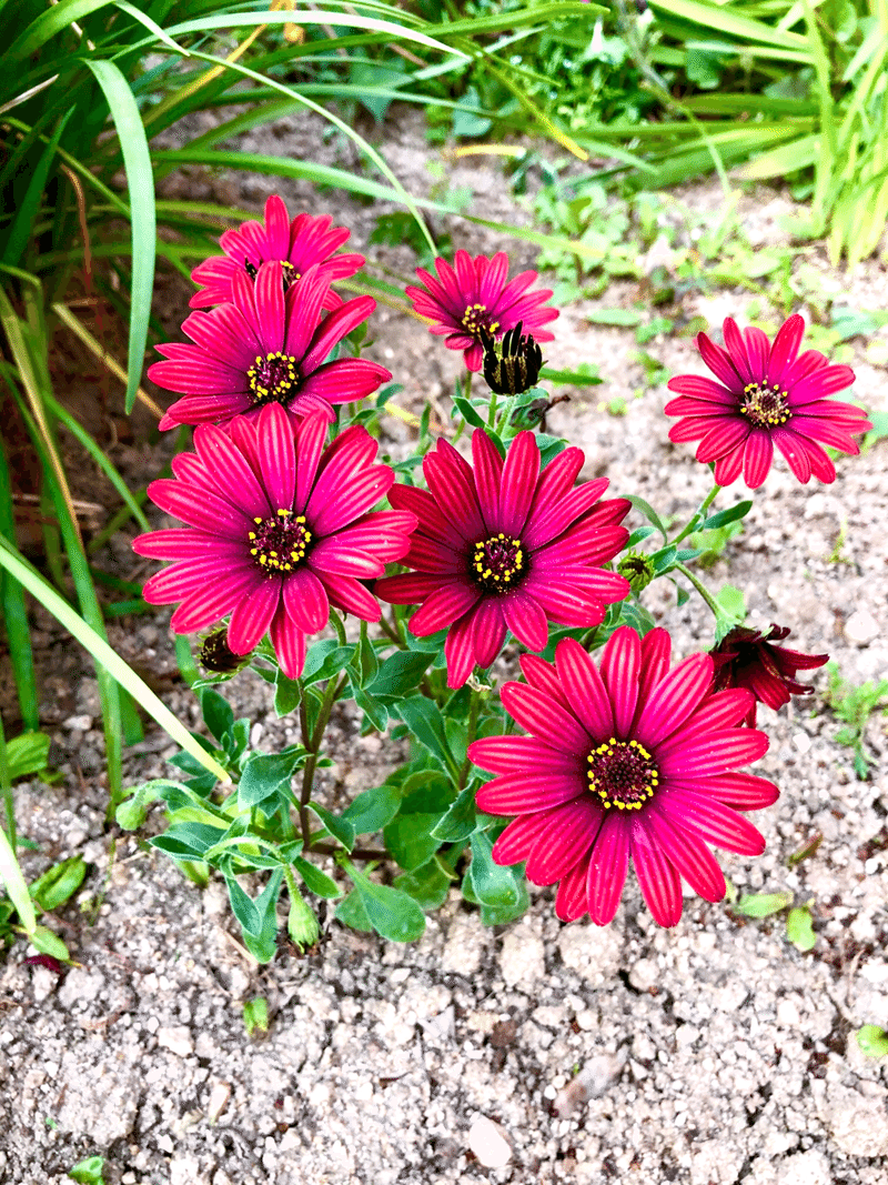 よく見ると 綺麗なお花がありました Nobuto Tsutsumi Diary Note