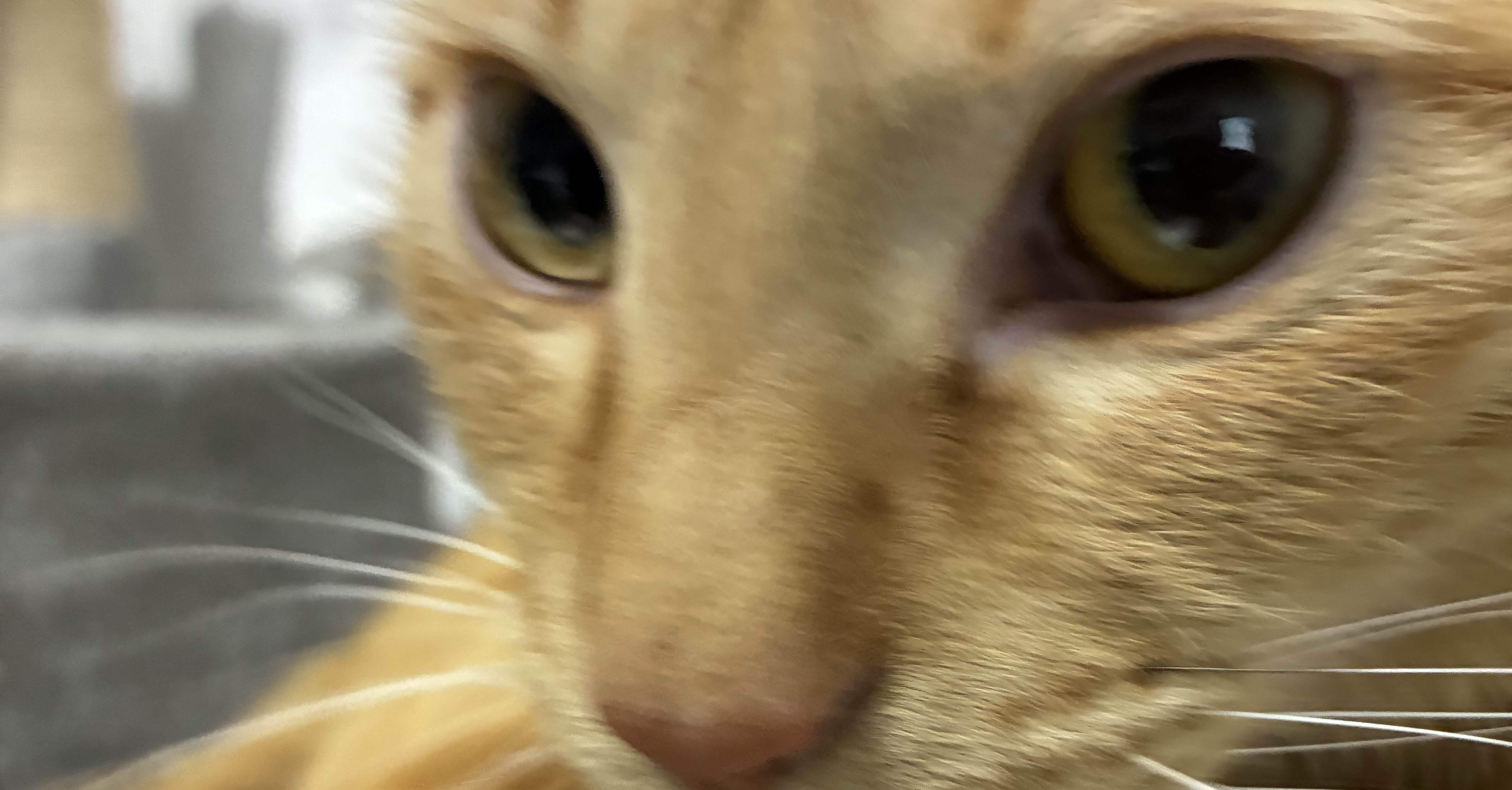 1/6今日の猫｜Necosmic