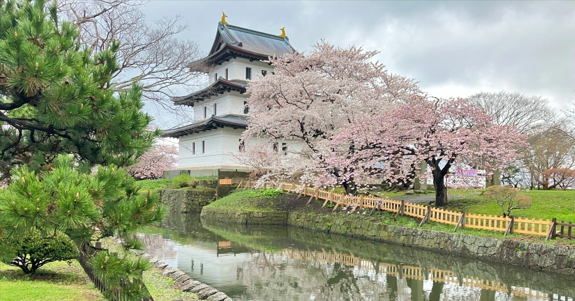 全国桜旅】セコマは神！～松前城の桜～夜桜【2025-42日目】｜ジョウケン