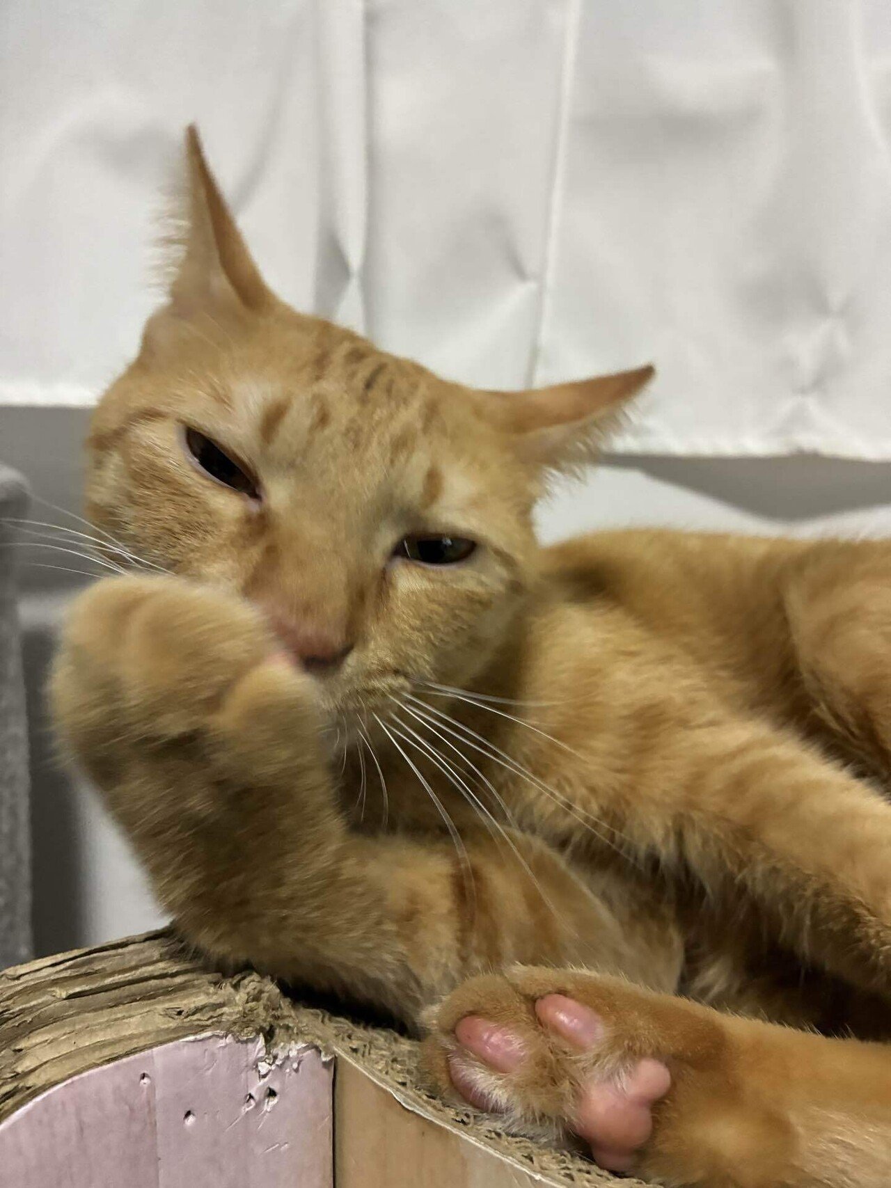 1/6今日の猫｜Necosmic