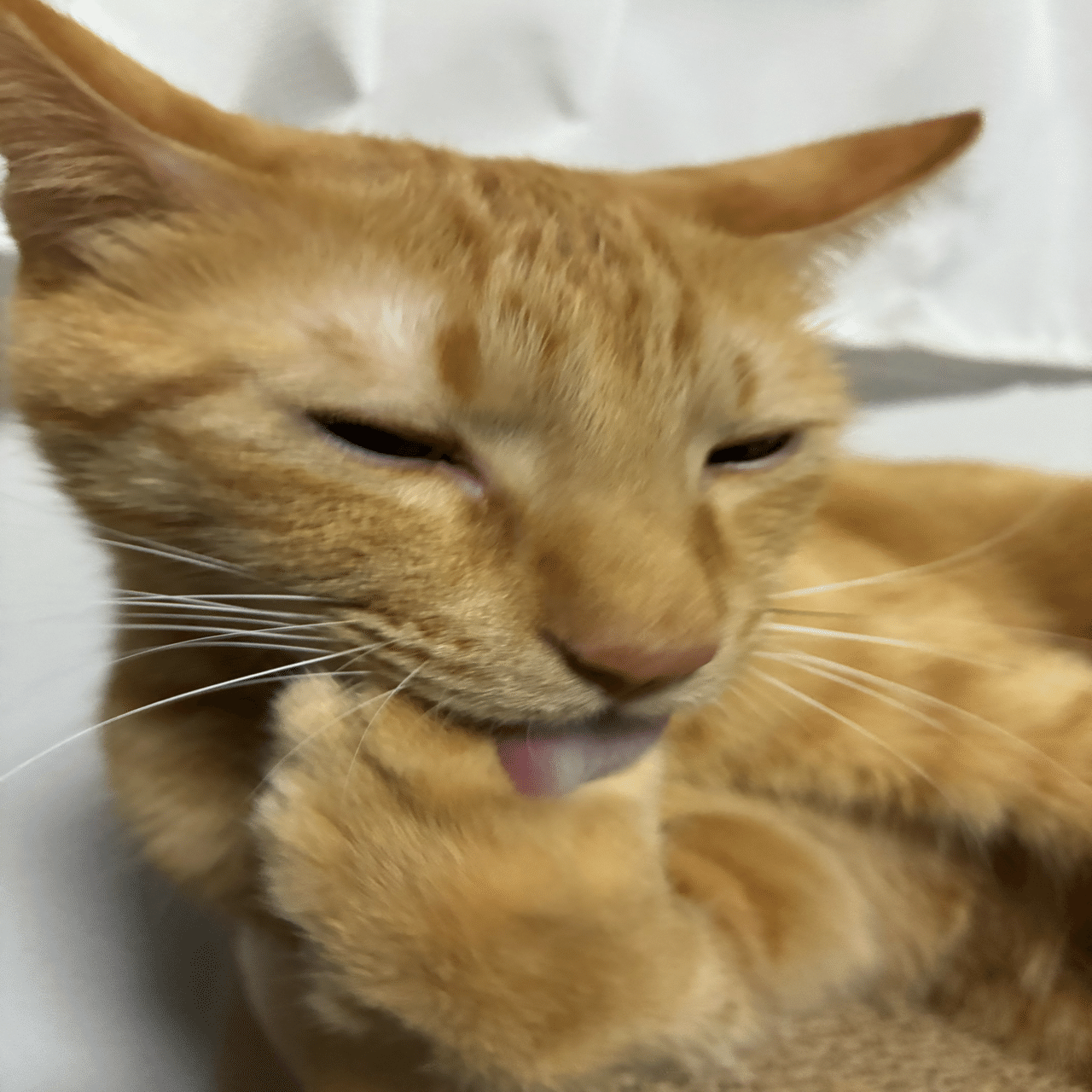 1/6今日の猫｜Necosmic