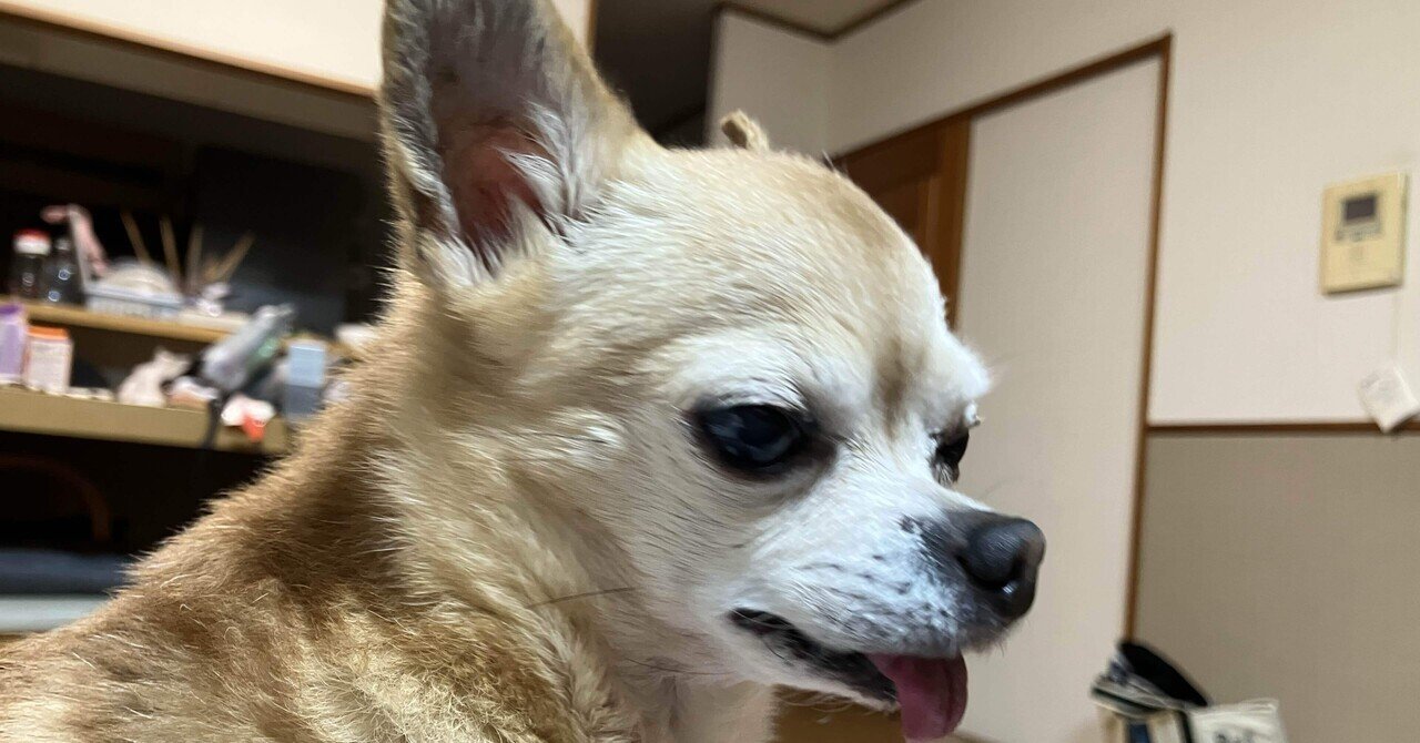 2026/01/04 耳掃除｜y_shiroyan