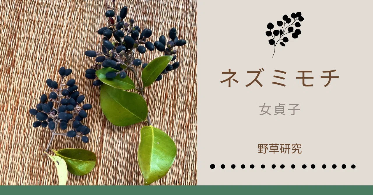 野草研究10 ネズミモチの季節｜北鎌倉野草部