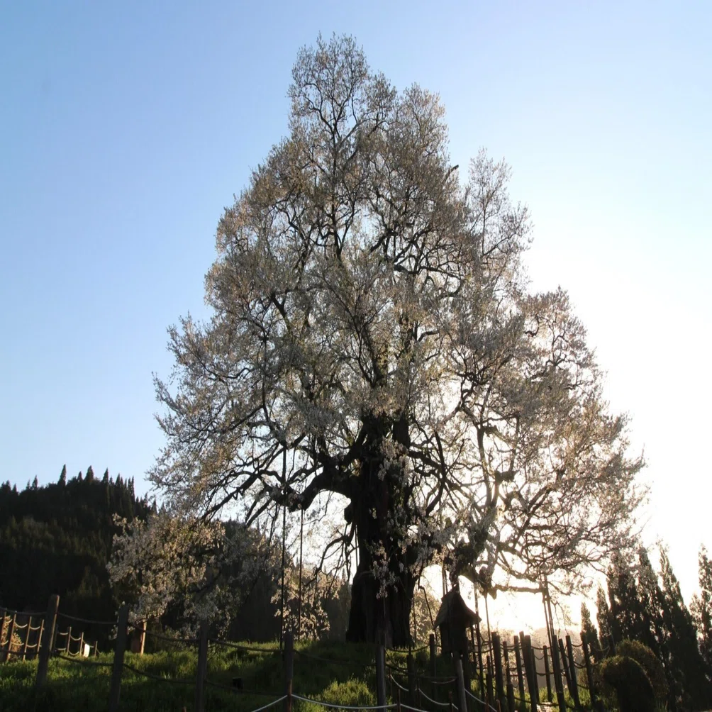 7】山里の丘の上に立つ 孤高の一本桜 樹齢千年を超える 名木「醍醐桜