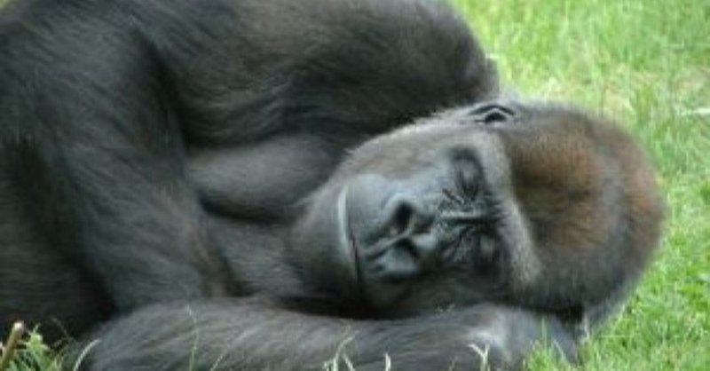 ゴリラの日常03 Gorillaの中の人 Note ゴリラの日常03 Gorillaの中の人 Note