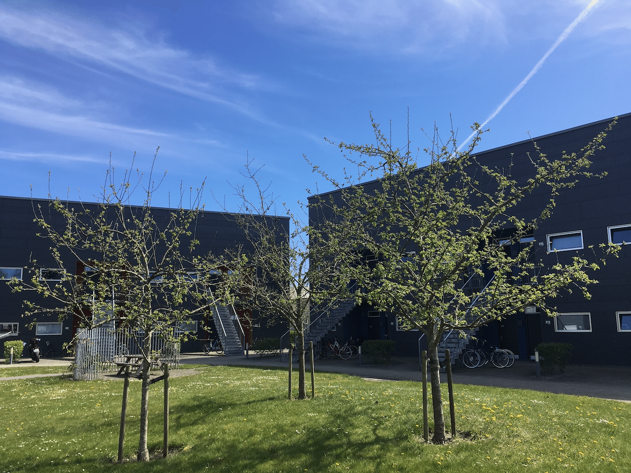 僕達夫婦が住んでいる大学アパートの中庭にはリンゴの木が植えられています。冬の間は枯れ木だったのですが、春になってから一気に芽吹き、緑が青空に映えます! 画像1