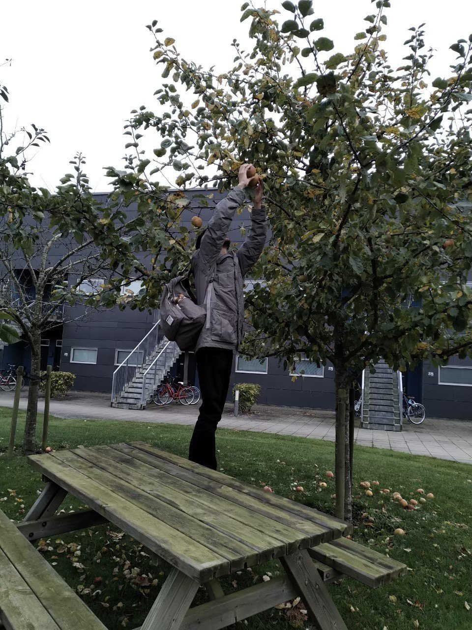 これは昨年10月の写真です。このリンゴの木、夏の終わりから秋にかけて、たくさん実をつけます。自由に収穫OKとのことだったので、1つだけもぎってみました。家の住民だけでなく、誰でもゆるりと収穫できちゃうので、みんなで共有している感じがデンマーク的で優雅です♪ 画像4