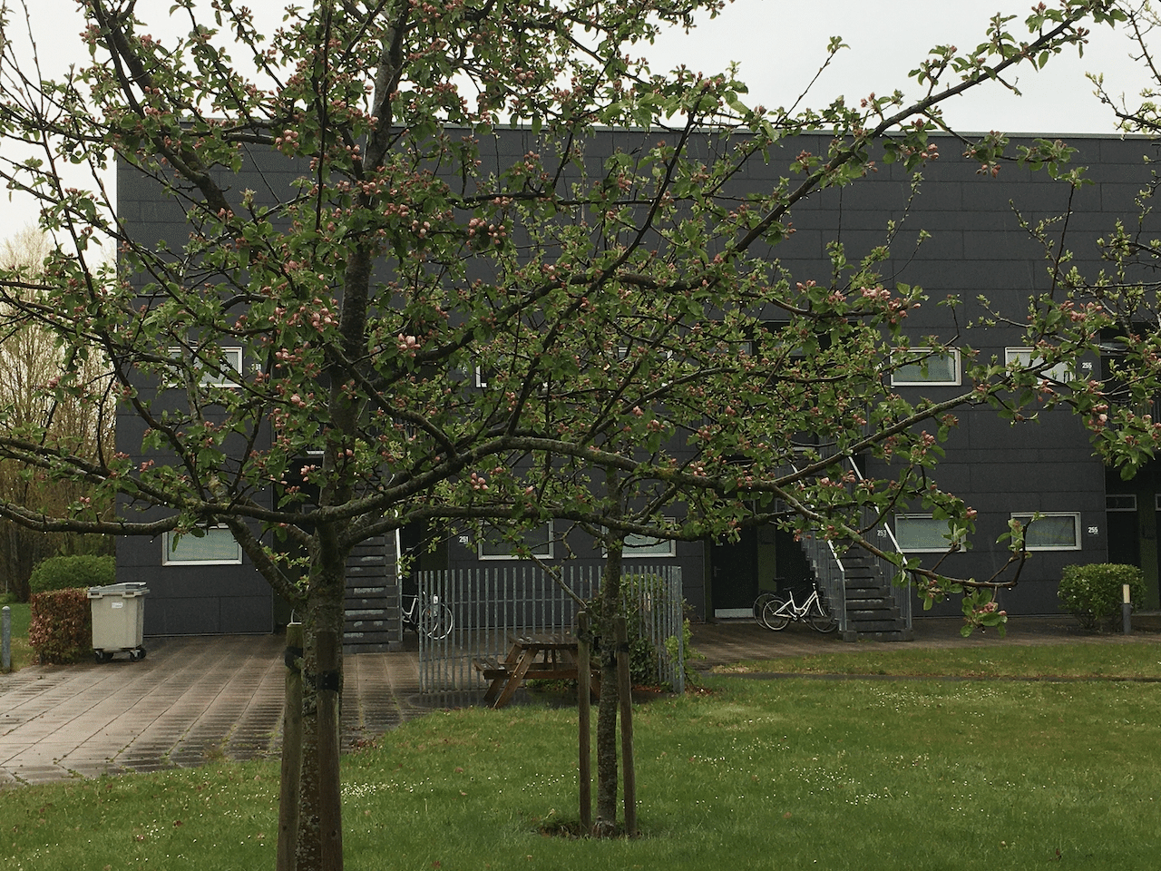 この日は久しぶりの雨でしたが、2、3日ぶりに買い物に外にでたら、なんと!ところどころにピンク色の蕾を発見っ! 画像2