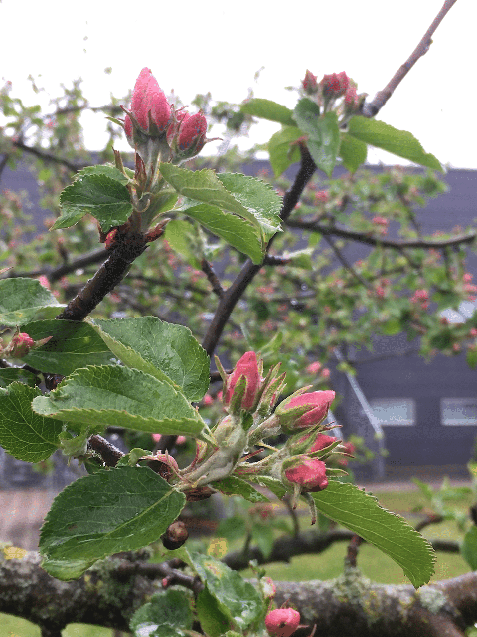 ピンク色の蕾があまりにも可愛らしかったので、近接撮影しちゃいました。 画像3