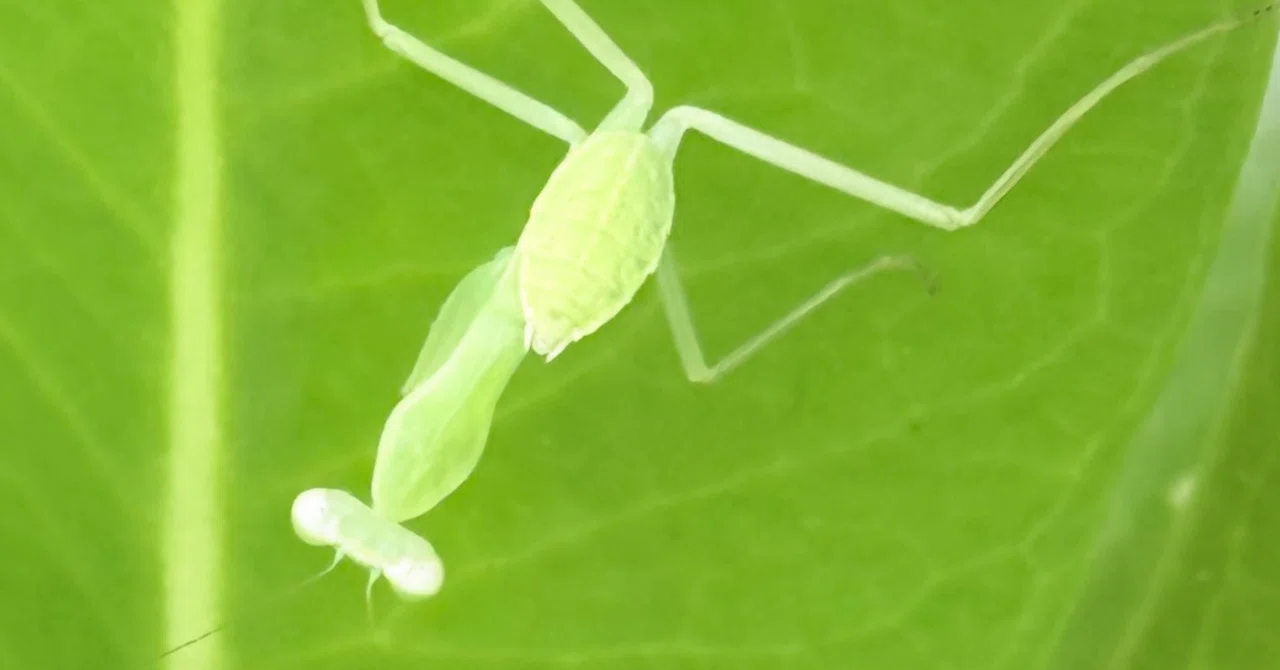 カマキリ 孵化した瞬間から殺戮者、先ず最初に狩るエサとなるのは