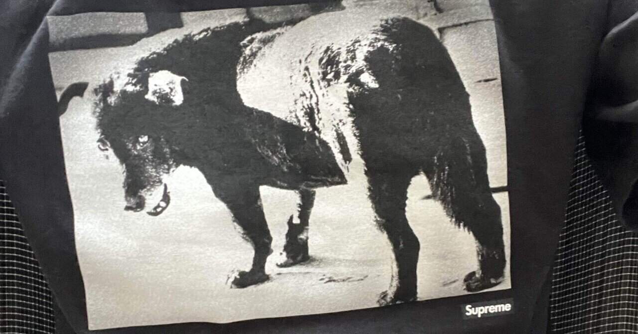 Daido Moriyama/Stray Dog｜Koji