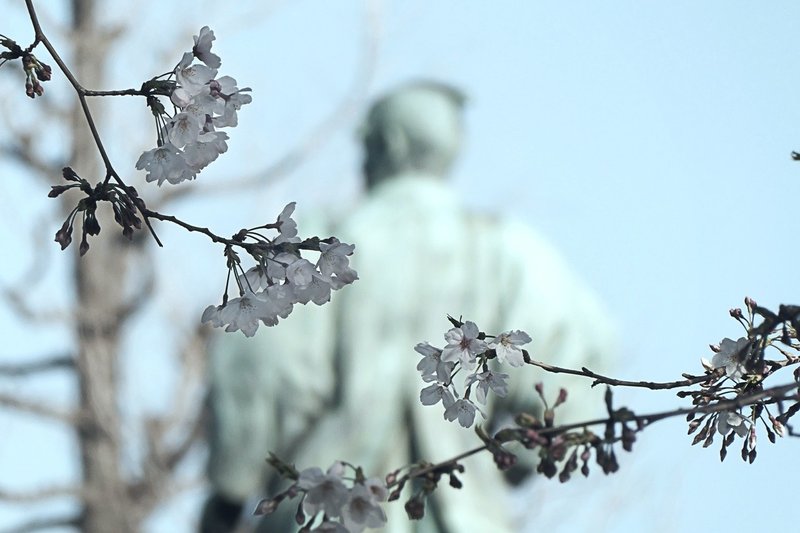 今年もやっぱり江戸城の桜 東京の桜見納め靖国神社 03 26 15 43 スナップ寅さん Note